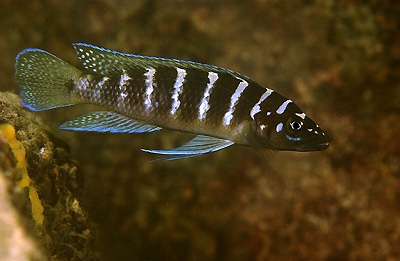 Neolamprologus cylindricus 'Kalambo Lodge'